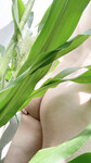 Đụ em trong vườn bắp ik mấy anh em đang khoả thân nè