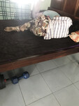Cô út đang ngủ